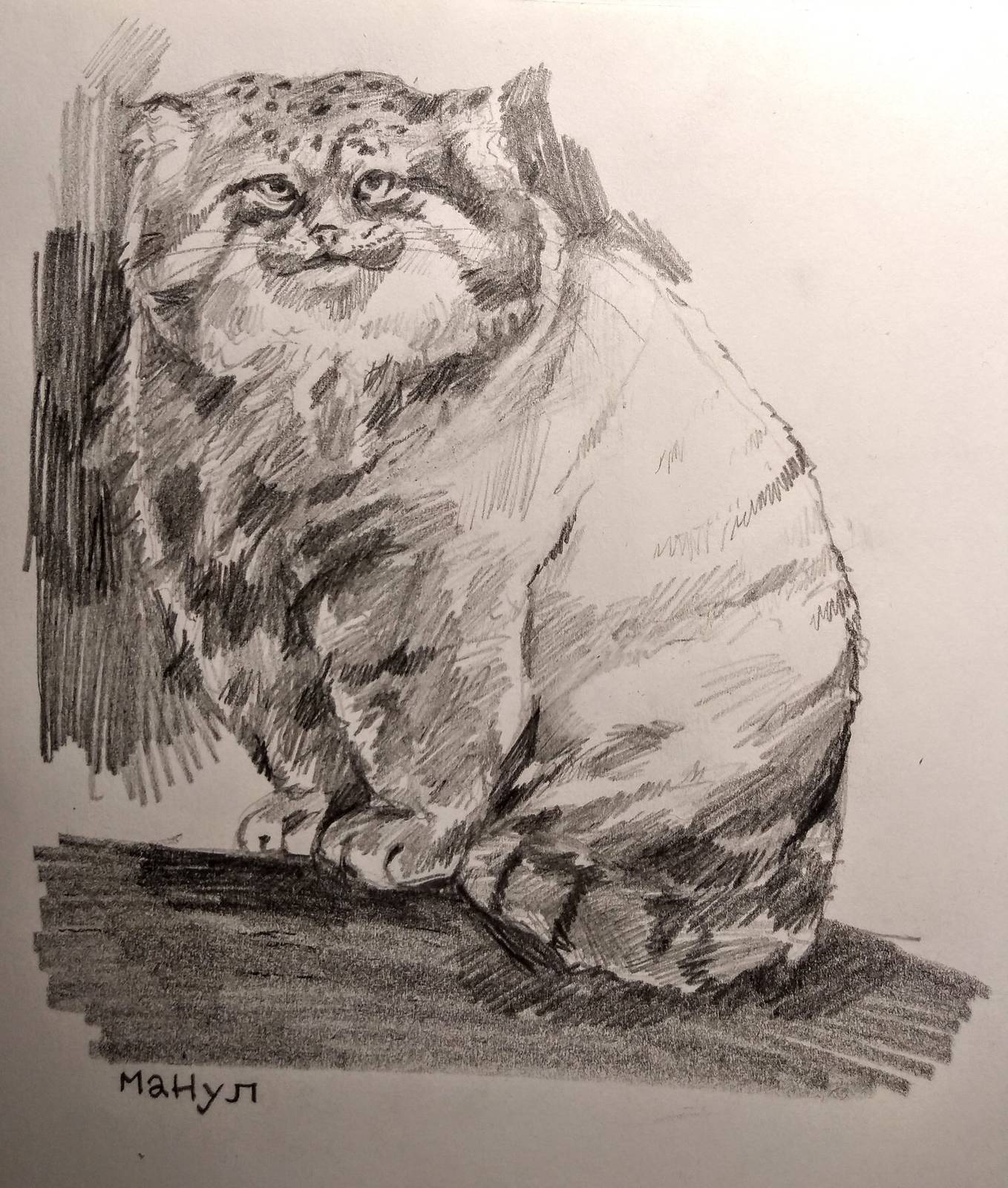 Pencil drawing of a polite looking manul.