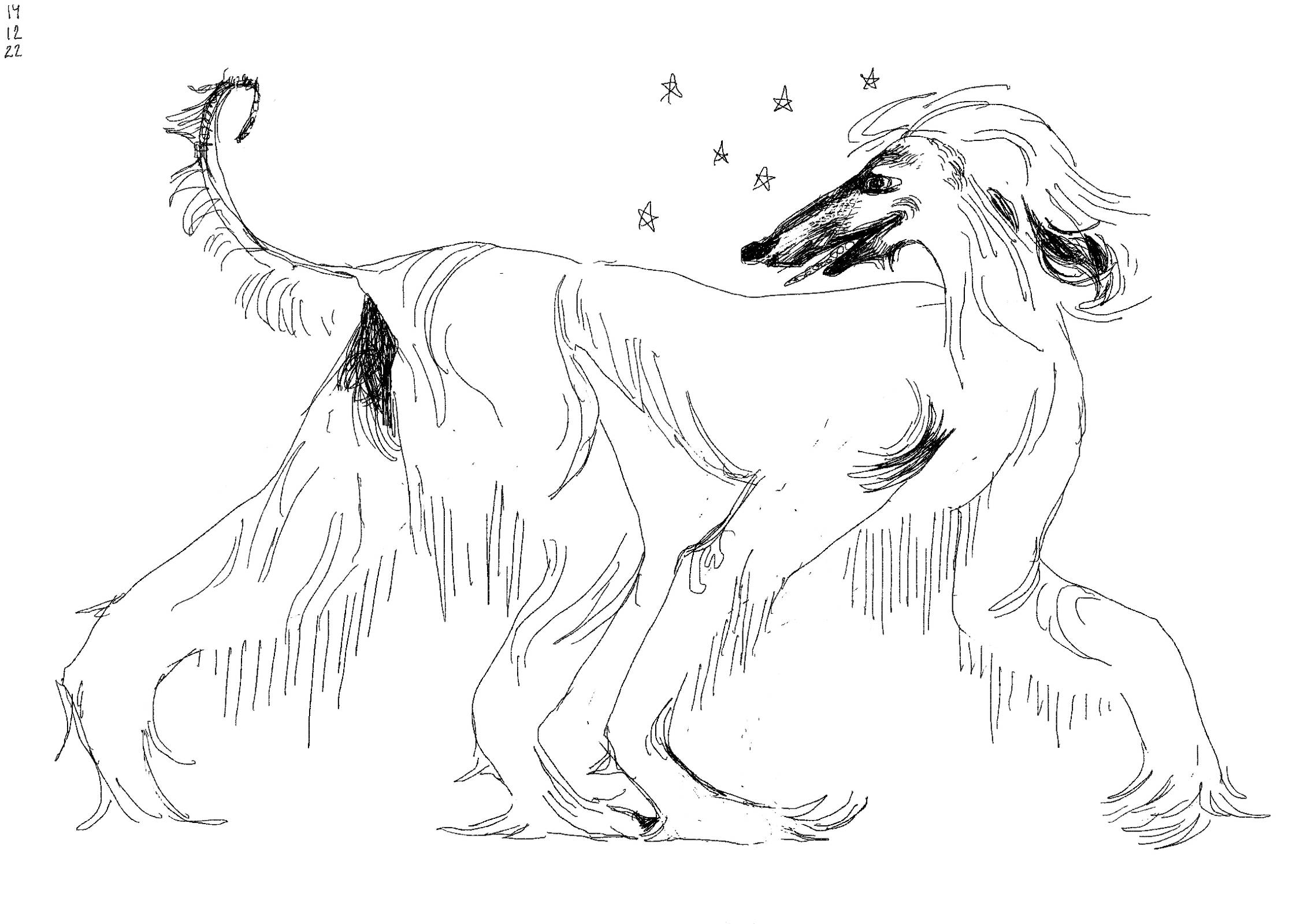 Black and white line drawing of a shorter than usual haired afghan hound. It is walking, looking over it's shoulder, with stars around its head