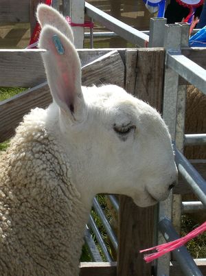 rabbit head, changing to border leicester head (long eared sheep) on hover