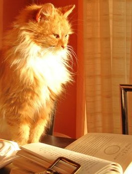 Beautiful long haired orange tux cat sits with book in a warmly sunlit room. On mouseover it pokes its head into the book.